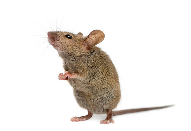 istock Wood mouse looking up in front of a white background 508257320