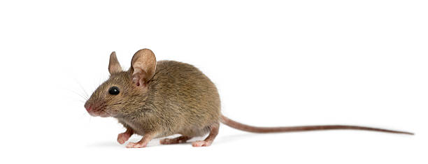 istock Wood mouse in front of a white background 508257426