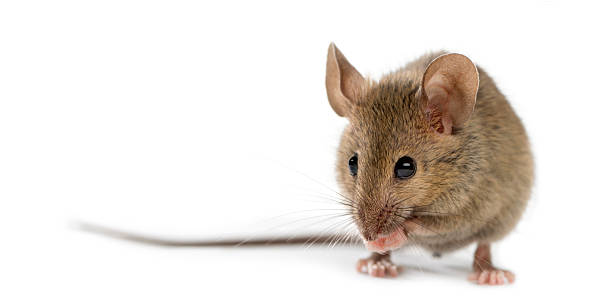 istock Wood mouse cleaning itself in front of a white background 508257464
