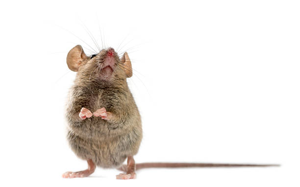 istock Wood mouse in front of a white background 508257512