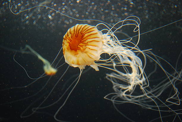 istock Sea Nettle Jellyfish Swimming in Dark Waters 508257738