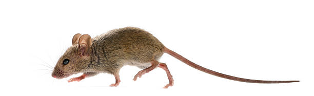 Wood mouse in front of a white background