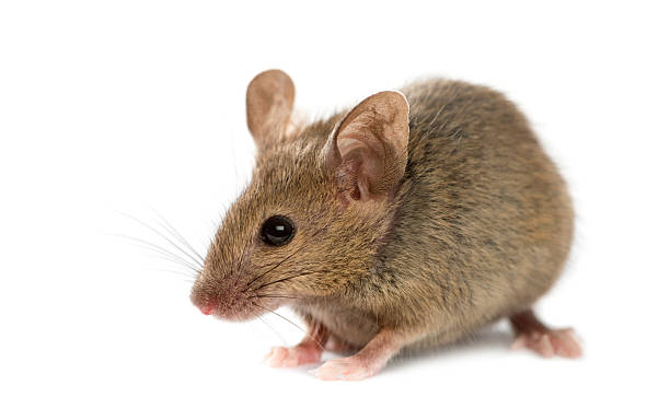 istock Wood mouse in front of a white background 508257912