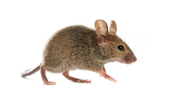 istock Wood mouse in front of a white background 508257998
