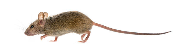 istock Wood mouse in front of a white background 508258040