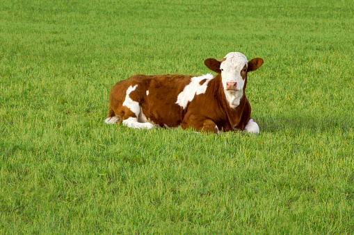A healthy cow lying down on a green meadow on organic farm ruminating and looking at the camera. Concept of the agriculture industry, dairy and meat cattle, organic farming and happy animals.