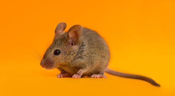 istock Wood mouse in front of an orange background 508258120