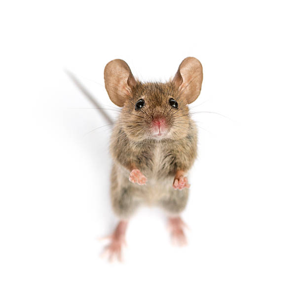 High view of a Wood mouse looking