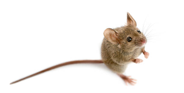istock Wood mouse in front of a white background 508258298