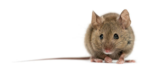 istock Wood mouse in front of a white background 508258360
