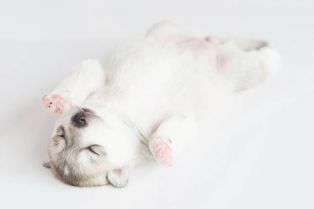 Siberian husky puppie on white background