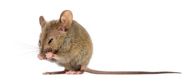 istock Wood mouse cleaning itself in front of a white background 508258480