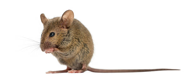 istock Wood mouse cleaning itself in front of a white background 508258580