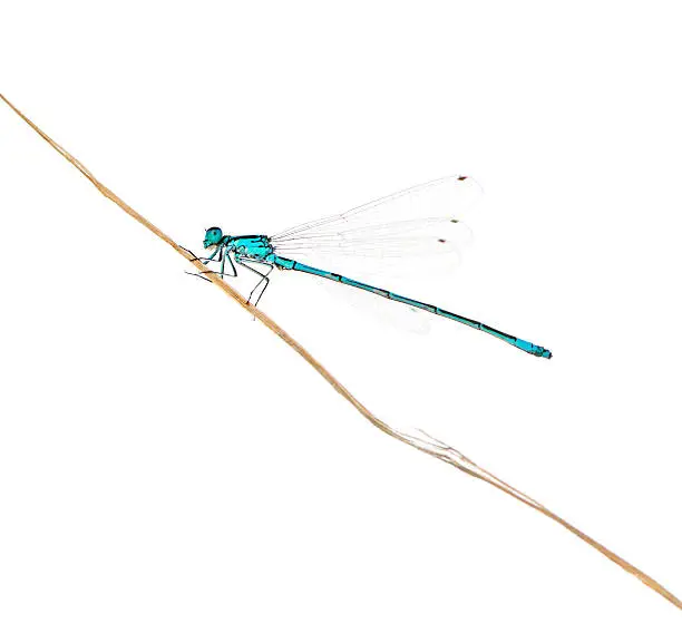 Photo of Azure damselfly on a twig