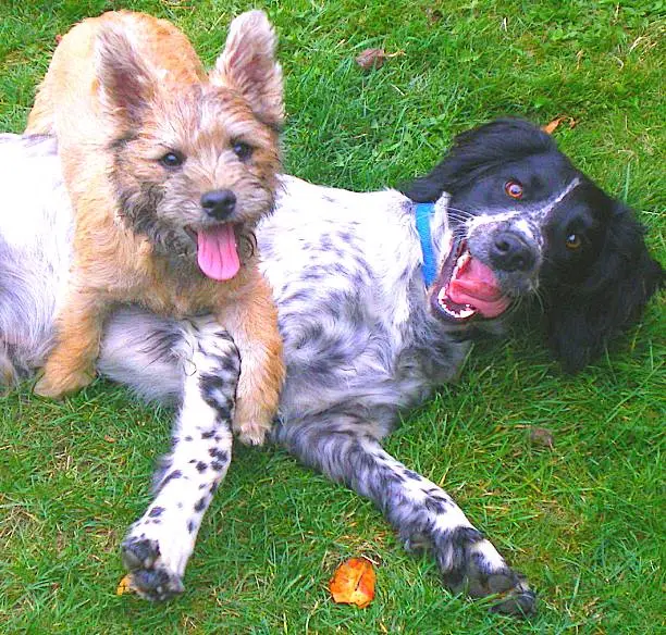 cairn terrier and springer spaniel playing