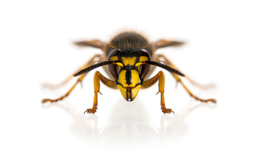Bee on yellow flower's pollens - animal behavior.