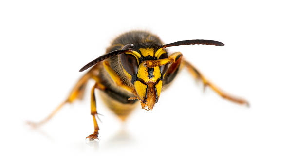 istock Wasp cleaning itself in front of a white background 508259732