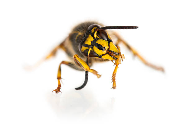 istock Wasp cleaning itself in front of a white background 508259824