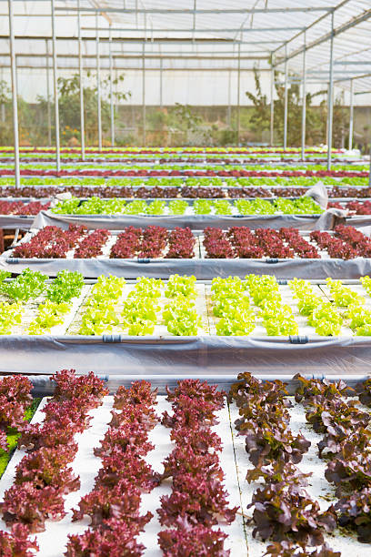istock organic vegetable in the garden 508259832