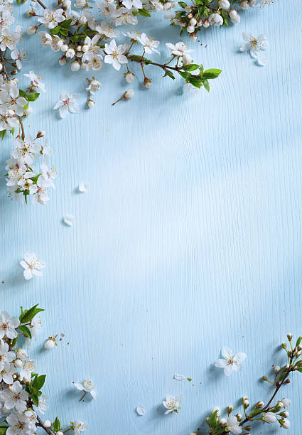 アート春の背景にホワイトの花のボーダー - flower spring white blue ストックフォトと画像