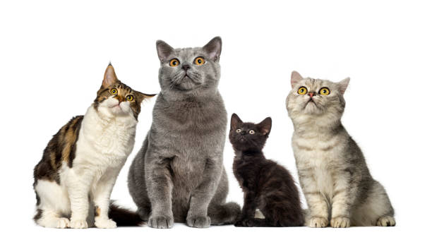 istock Group of cats in front of a white background 508260584