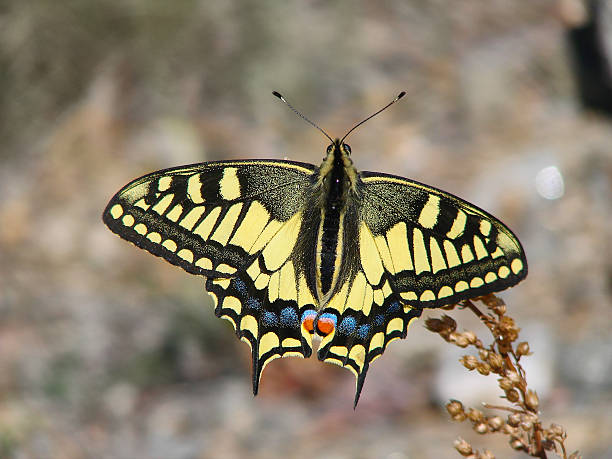 istock Beautiful yellow butterfly - a photo 7 508260588