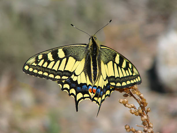 istock Beautiful yellow butterfly - a photo 8 508260632