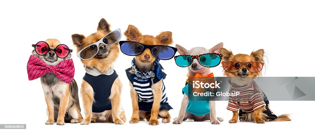Eine Gruppe von Chihuahuas angezogen und trägt Brille und Fliegen - Lizenzfrei Hund Stock-Foto