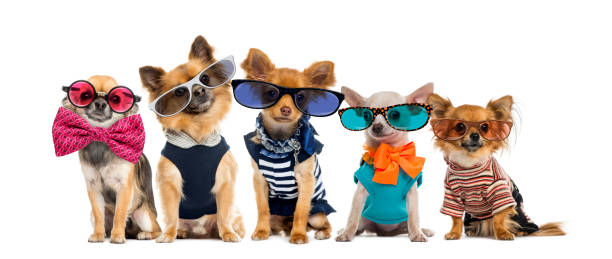 grupo de chihuahueños vestidos, anteojos y bridas de moño - ropa para mascotas fotografías e imágenes de stock