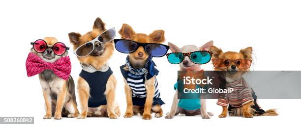 Group Of Chihuahuas Dressed Wearing Glasses And Bow Ties Stock Photo - Download Image Now