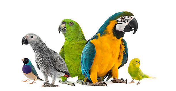 Goup of parrots in front of a white background Goup of parrots in front of a white background gouldian finch stock pictures, royalty-free photos & images