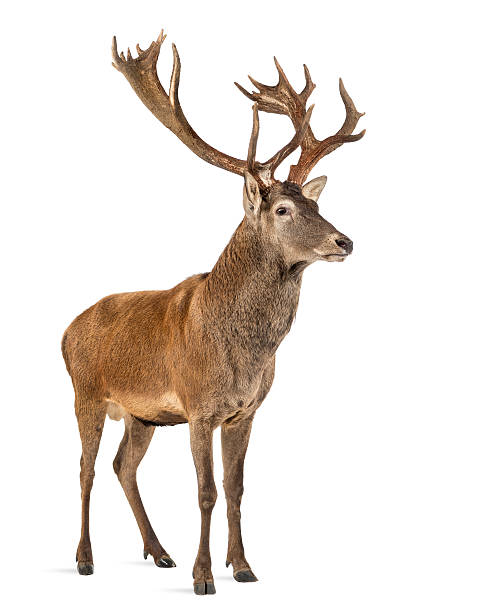 istock Red deer stag in front of a white background 508261554
