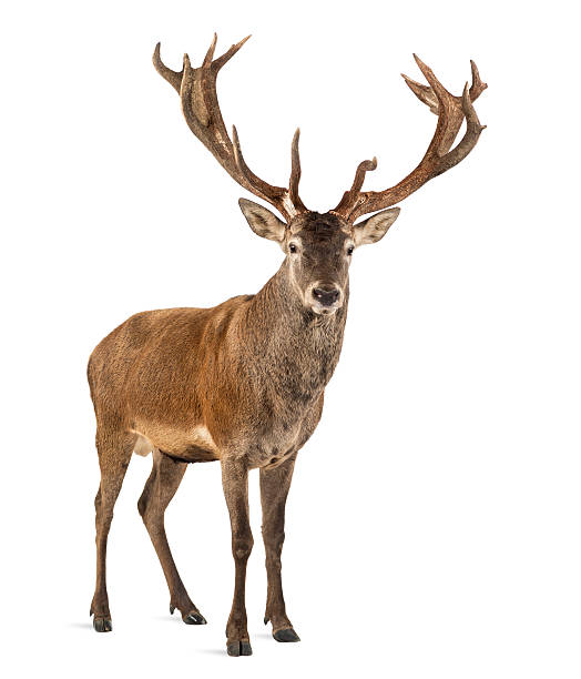 red deer stag in front of a white background - echte herten stockfoto's en -beelden