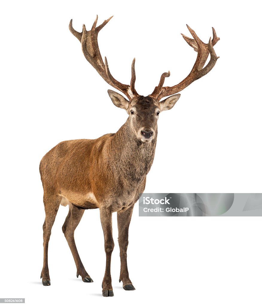 Red deer stag in front of a white background Deer Stock Photo