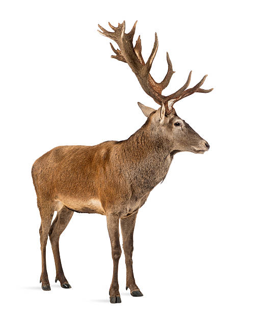 istock Red deer stag in front of a white background 508261688