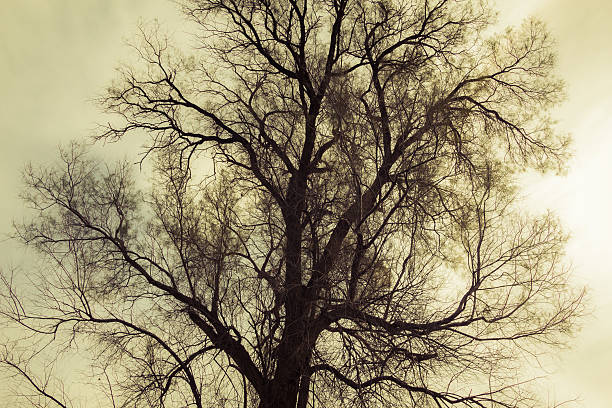 Silhouette of bare tree - yellow tone