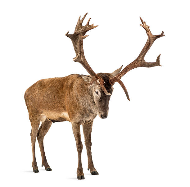 istock Red deer stag in front of a white background 508261752