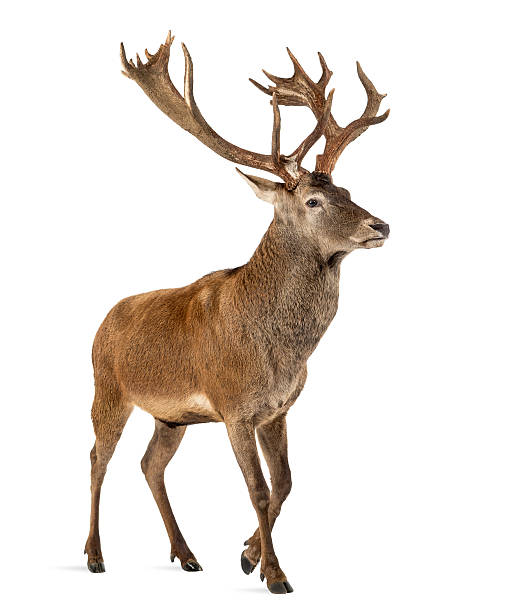 istock Red deer stag in front of a white background 508261832