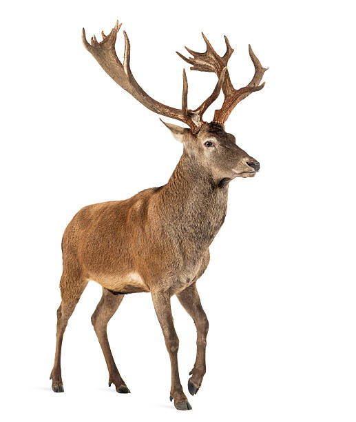 istock Red deer stag in front of a white background 508261904
