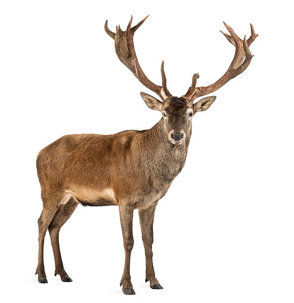 istock Red deer stag in front of a white background 508262046