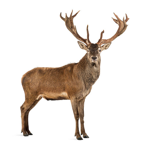 istock Red deer stag in front of a white background 508262180