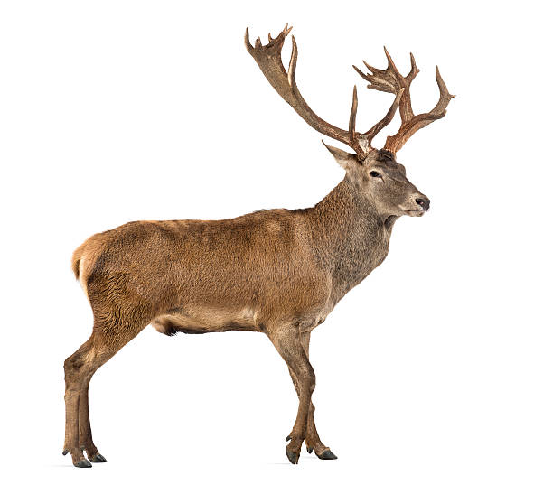 istock Red deer stag in front of a white background 508262326