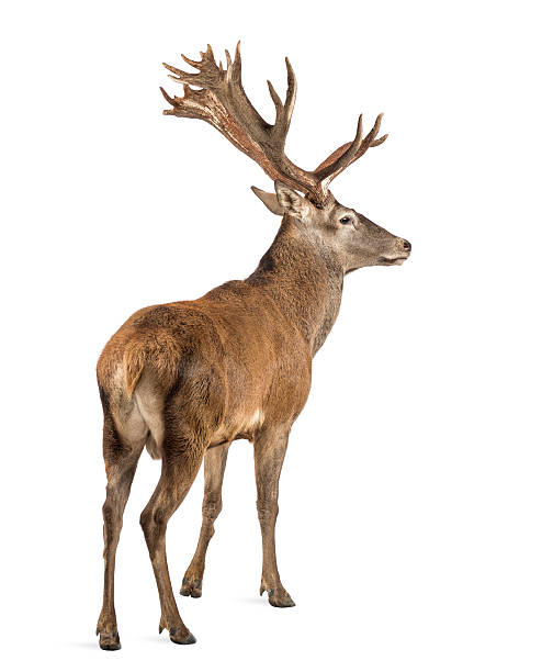istock Red deer stag in front of a white background 508262428