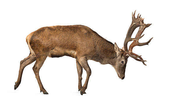 istock Red deer stag in front of a white background 508262616