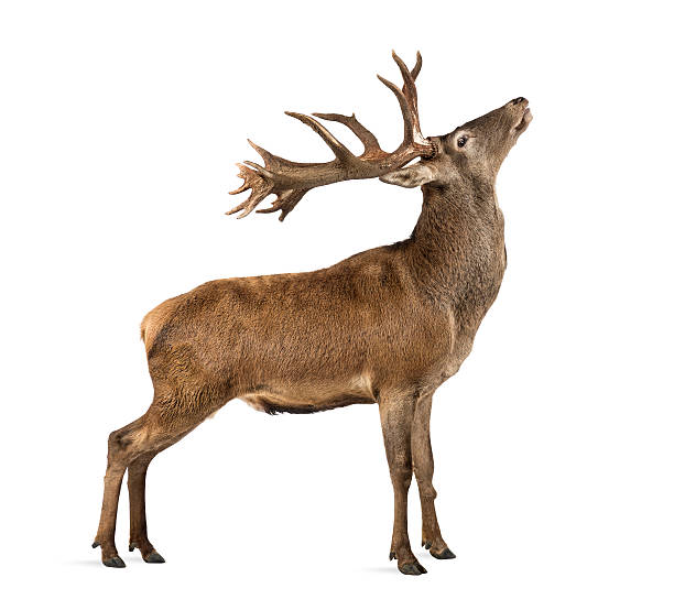 Red deer stag in front of a white background