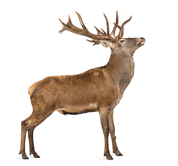 istock Red deer stag in front of a white background 508262874