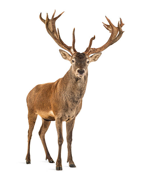 istock Red deer stag in front of a white background 508262946