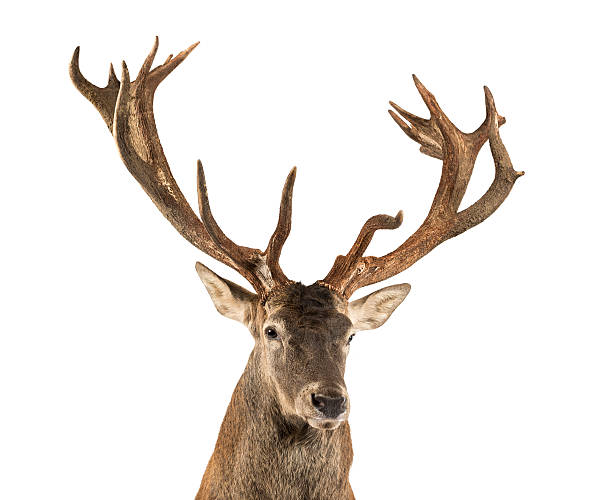 istock Close-up of a Red deer stag 508263008