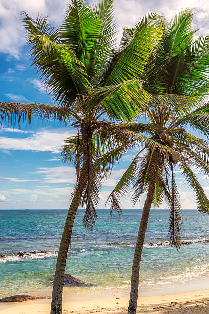 istock Palm trees on golden sand beach 508263022