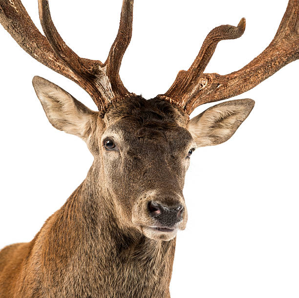 istock Close-up of a Red deer stag 508263080